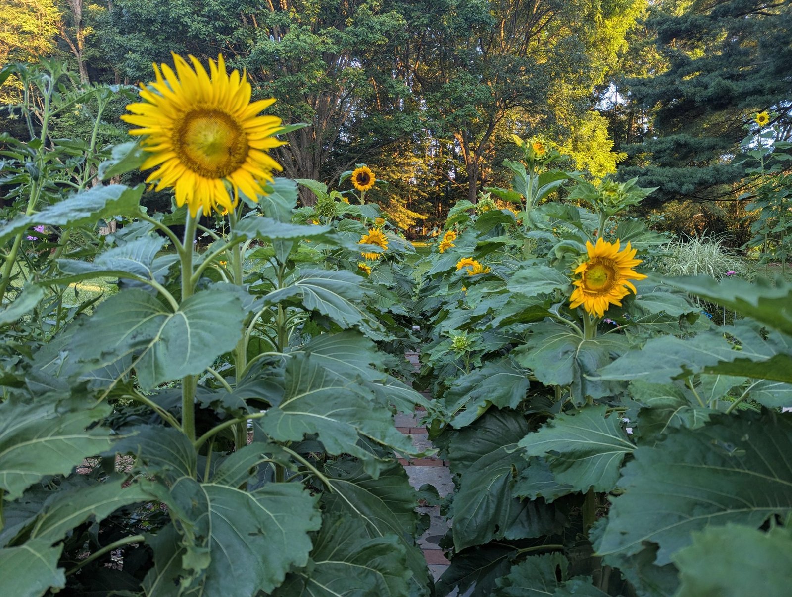 Can I Plant Sunflowers in My Vegetable Garden? Discover Tips! - Garden