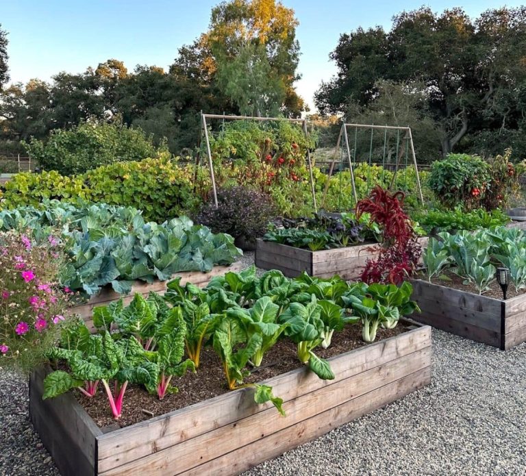 How And When to Plant a Vegetable Garden: Ultimate Guide - Garden