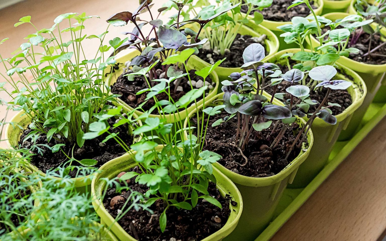 How to Grow a Small Indoor Herb Garden: Expert Tips - Garden