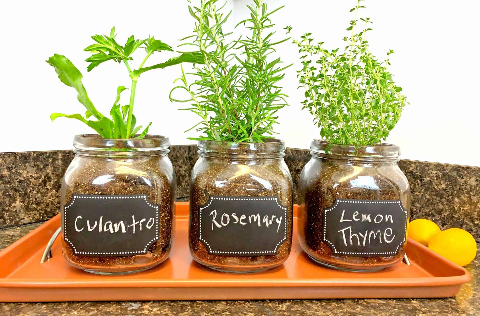 How to Start Your Own Indoor Vegetable Garden: Easy Guide - Garden